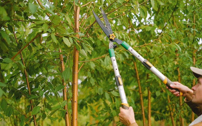 Tree trimming in Marmarth, ND
