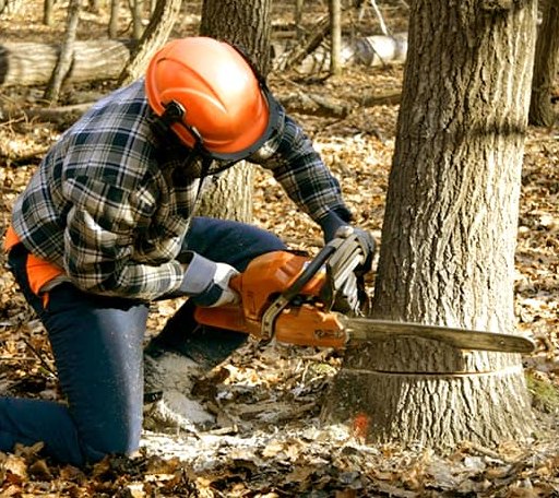 Tree Removal in Marmarth, ND